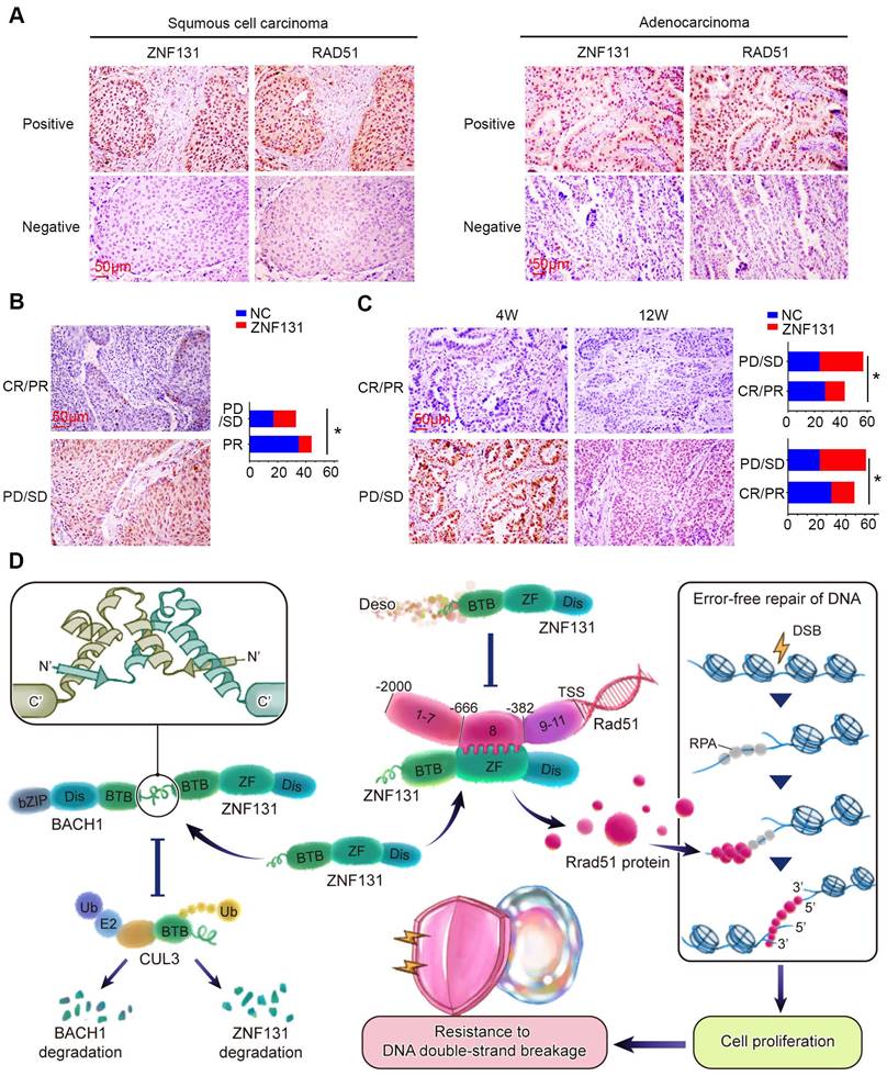 Theranostics Image