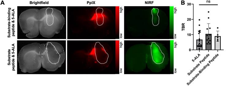 Theranostics Image