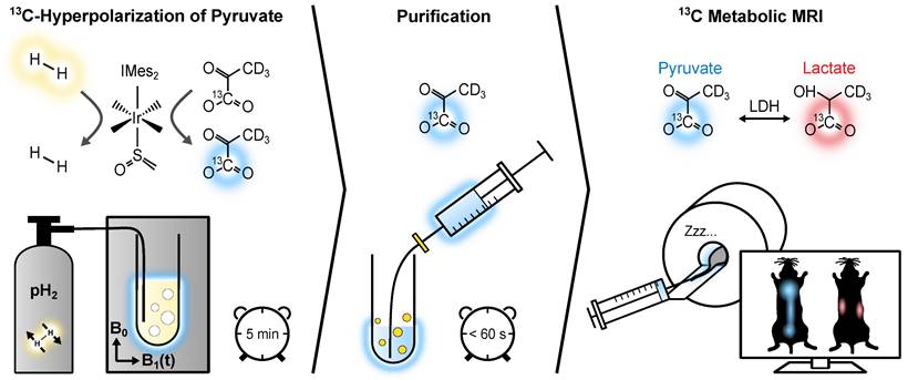 Theranostics Image