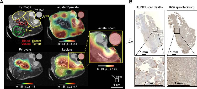 Theranostics Image