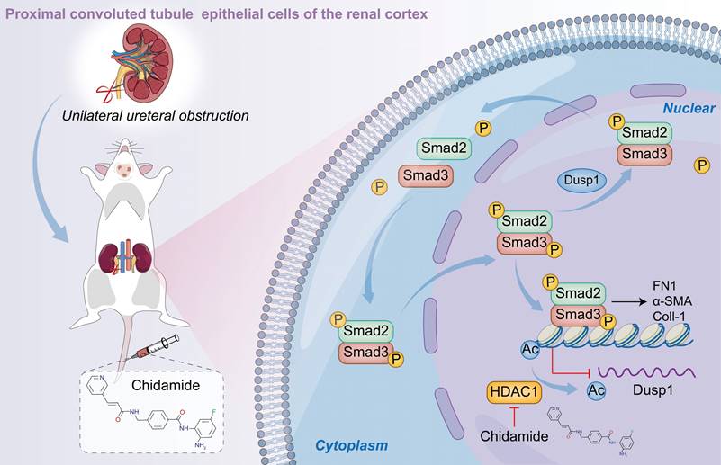 Theranostics Image