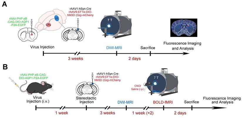 Theranostics Image