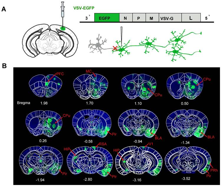 Theranostics Image