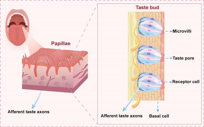 Theranostics Image