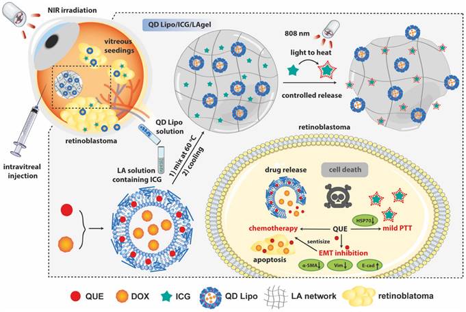 Theranostics Image