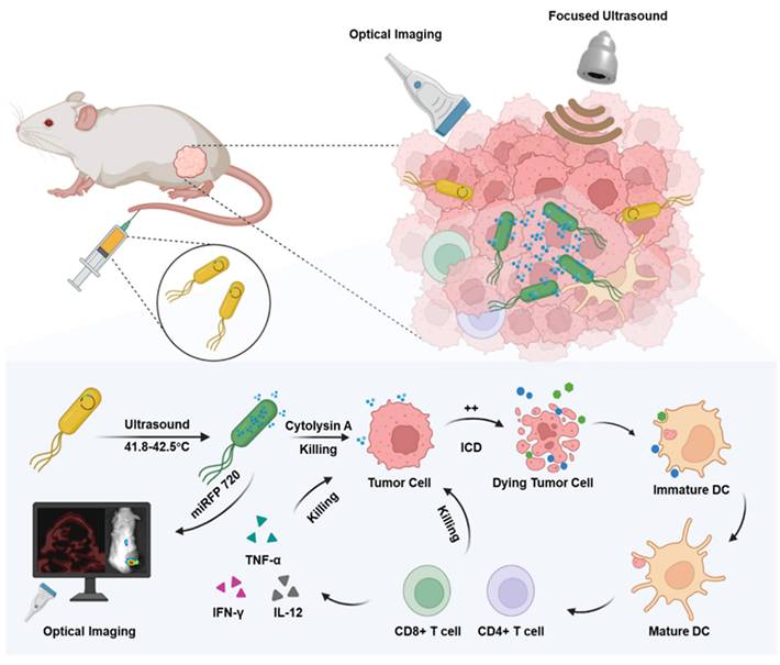 Theranostics Image