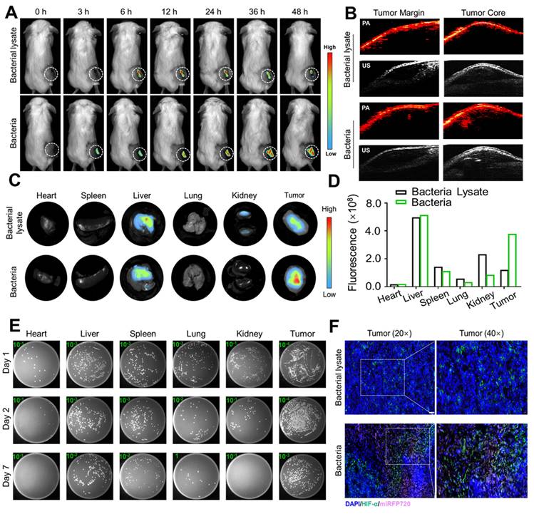 Theranostics Image