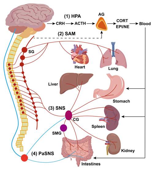Theranostics Image