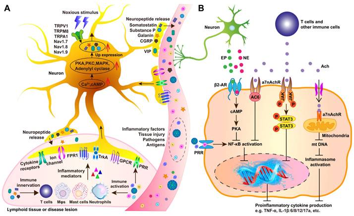 Theranostics Image
