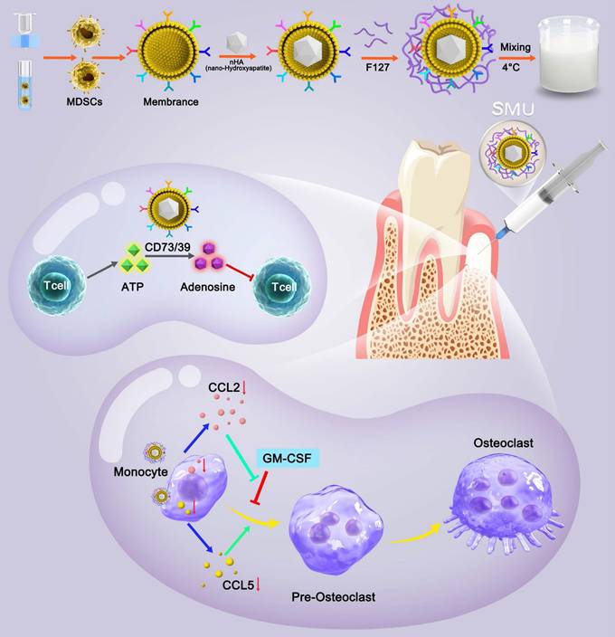 Theranostics Image