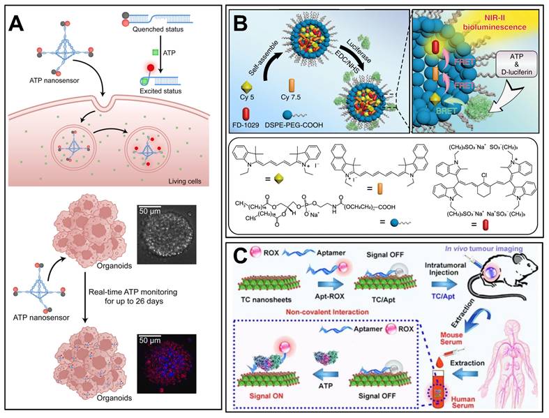 Theranostics Image