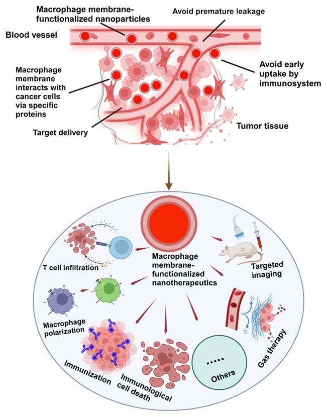 Theranostics Image