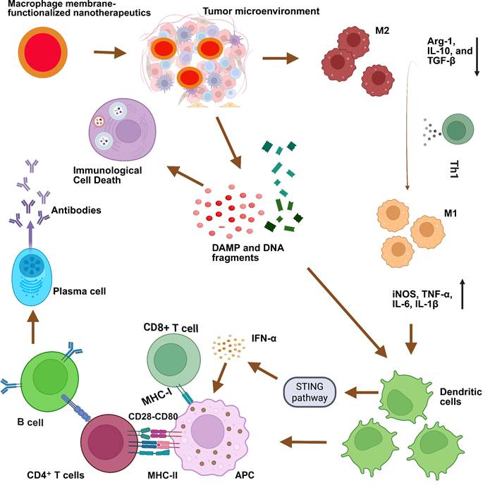 Theranostics Image