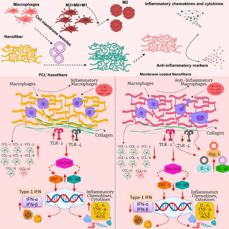 Theranostics Image