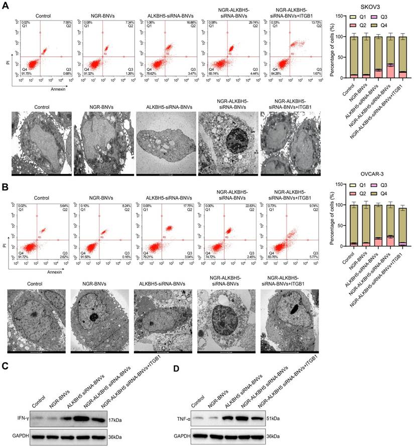 Theranostics Image