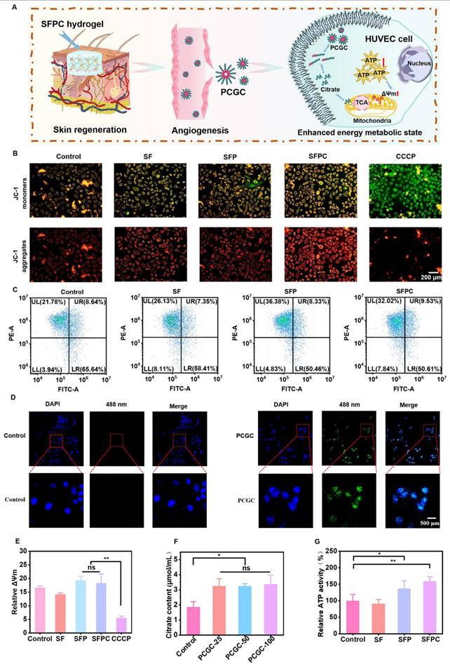 Theranostics Image