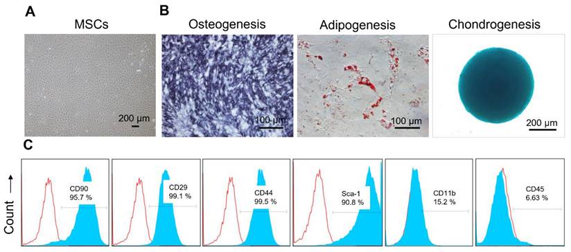Theranostics Image