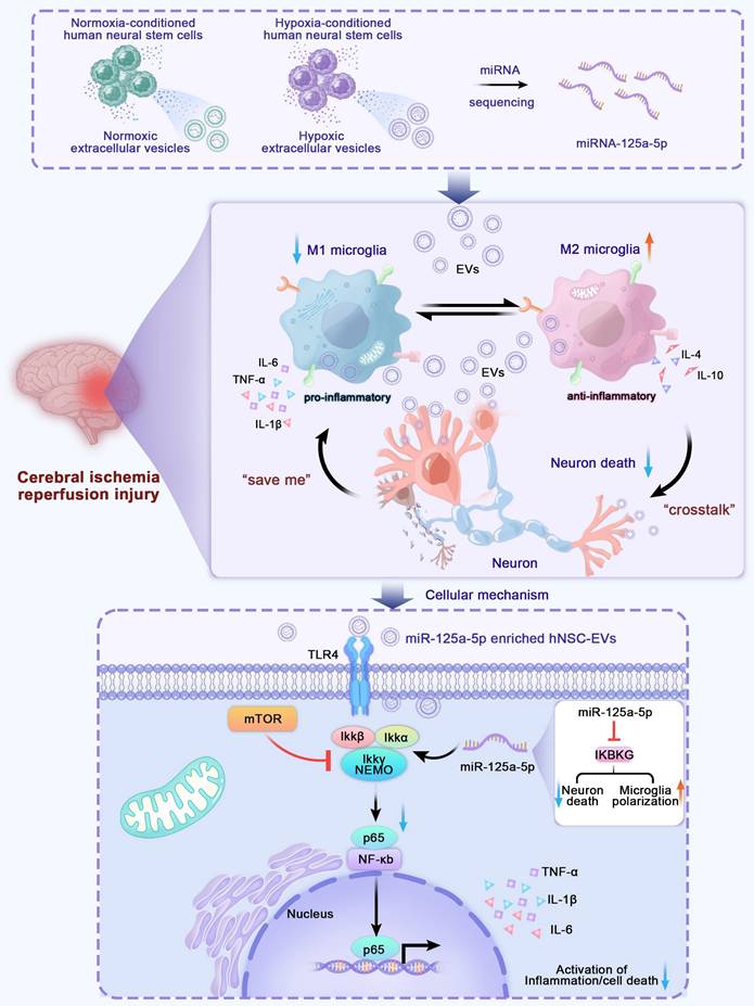 Theranostics Image