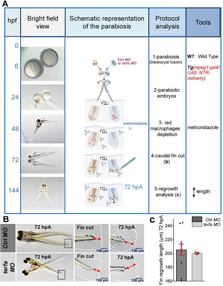 Theranostics Image