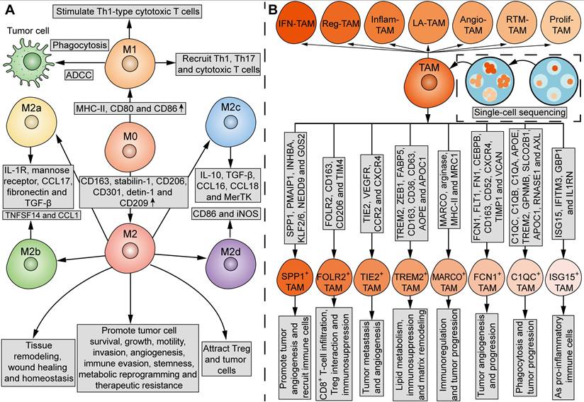 Theranostics Image