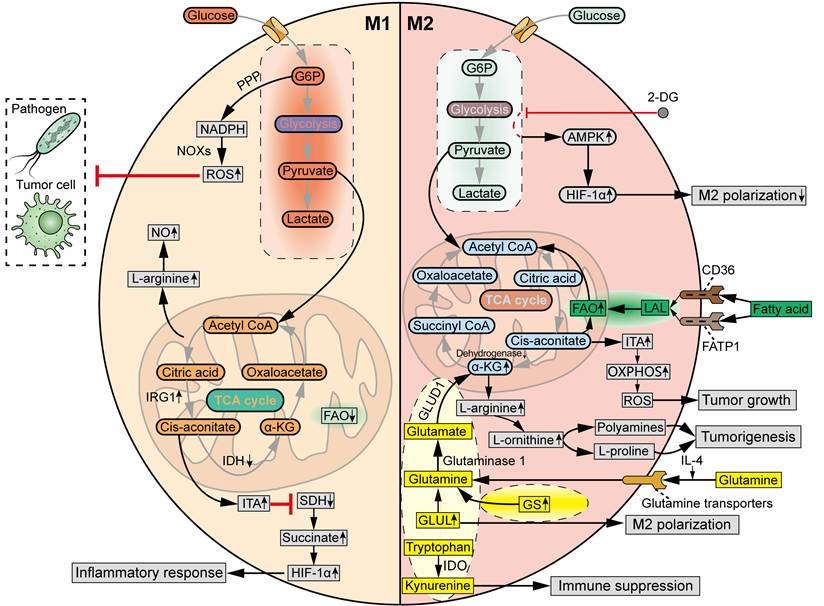 Theranostics Image