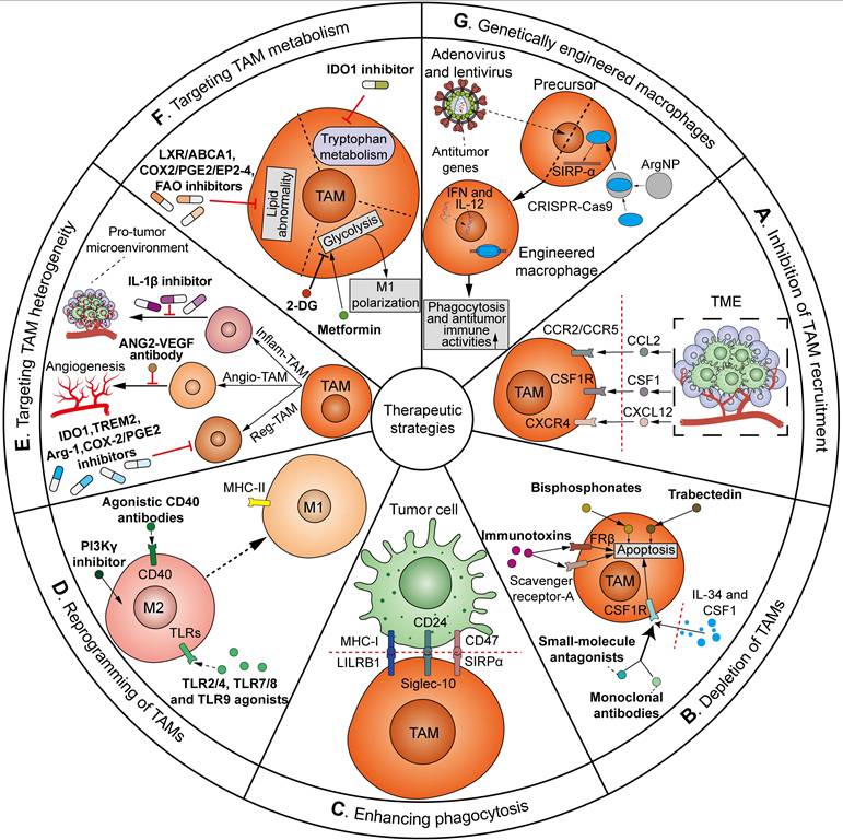 Theranostics Image