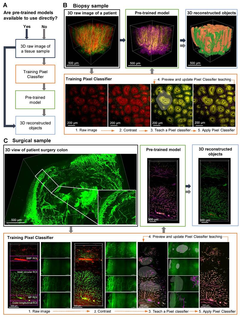Theranostics Image