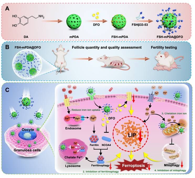 Theranostics Image