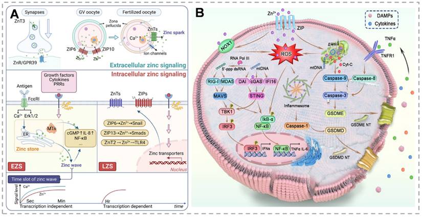Theranostics Image