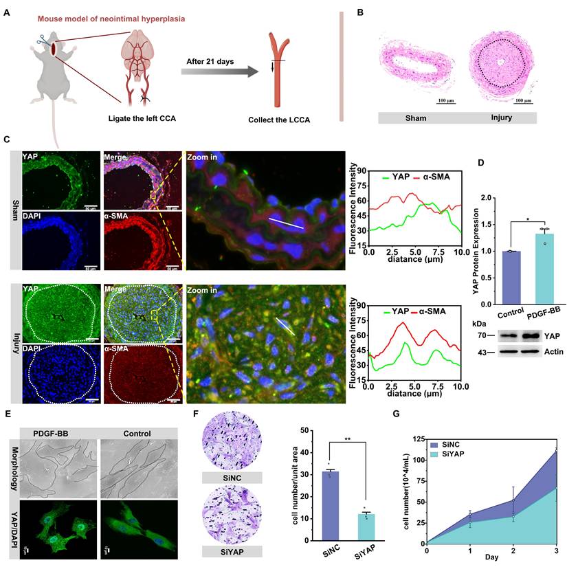 Theranostics Image