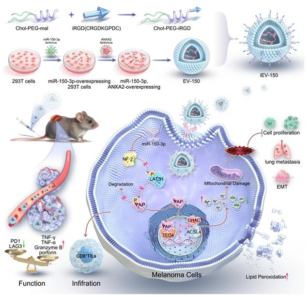 Theranostics Image