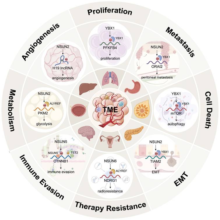 Theranostics Image