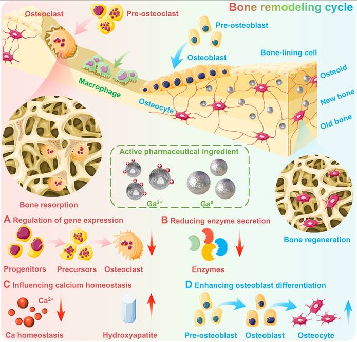 Theranostics Image