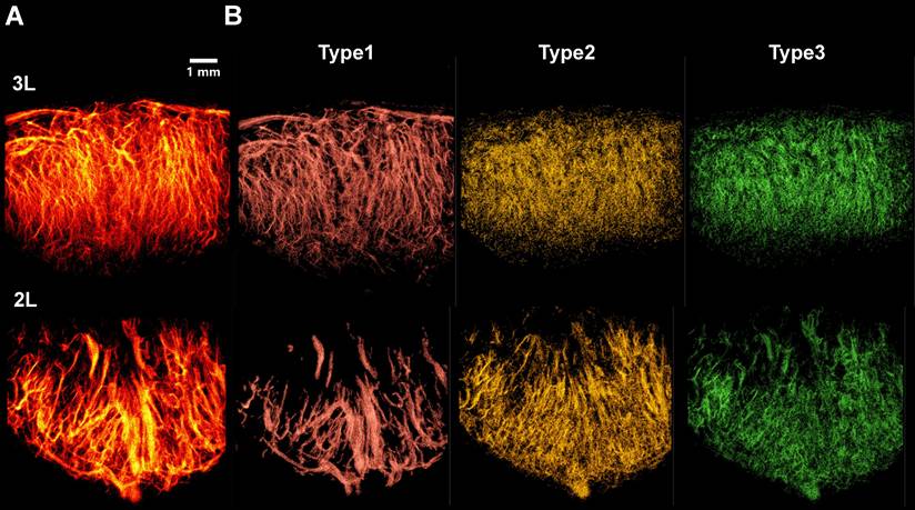 Theranostics Image