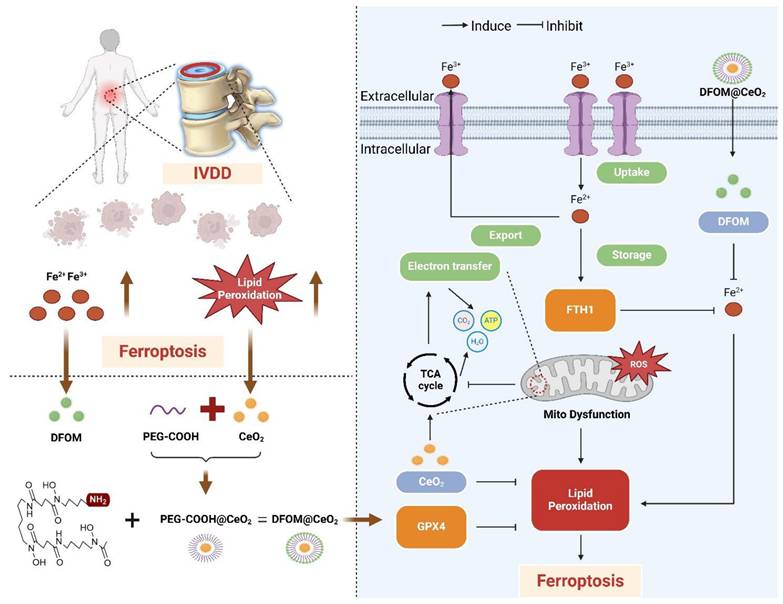 Theranostics Image