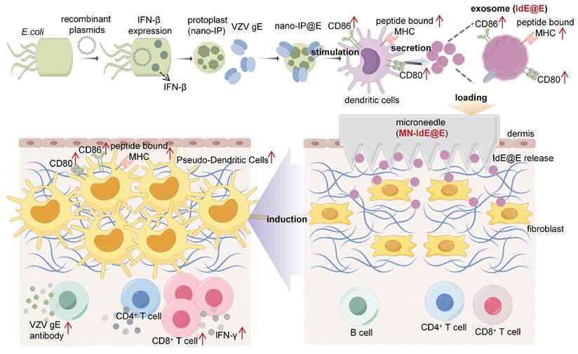 Theranostics Image