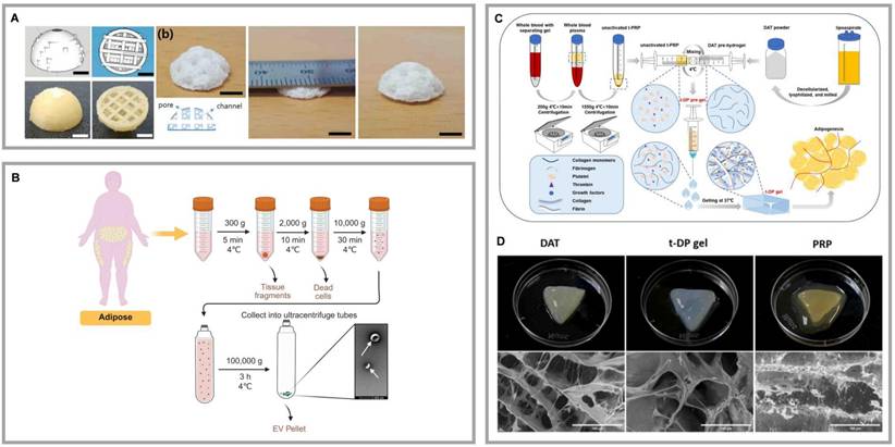 Theranostics Image
