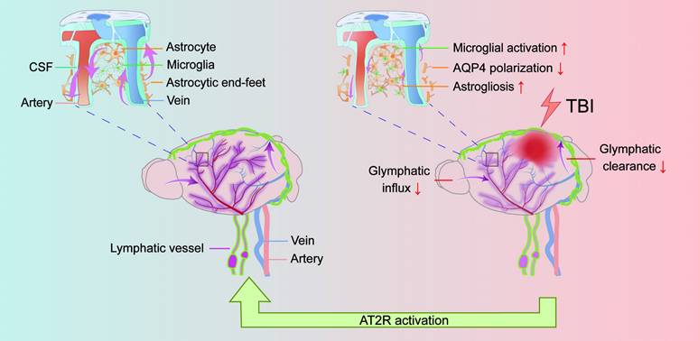 Theranostics Image
