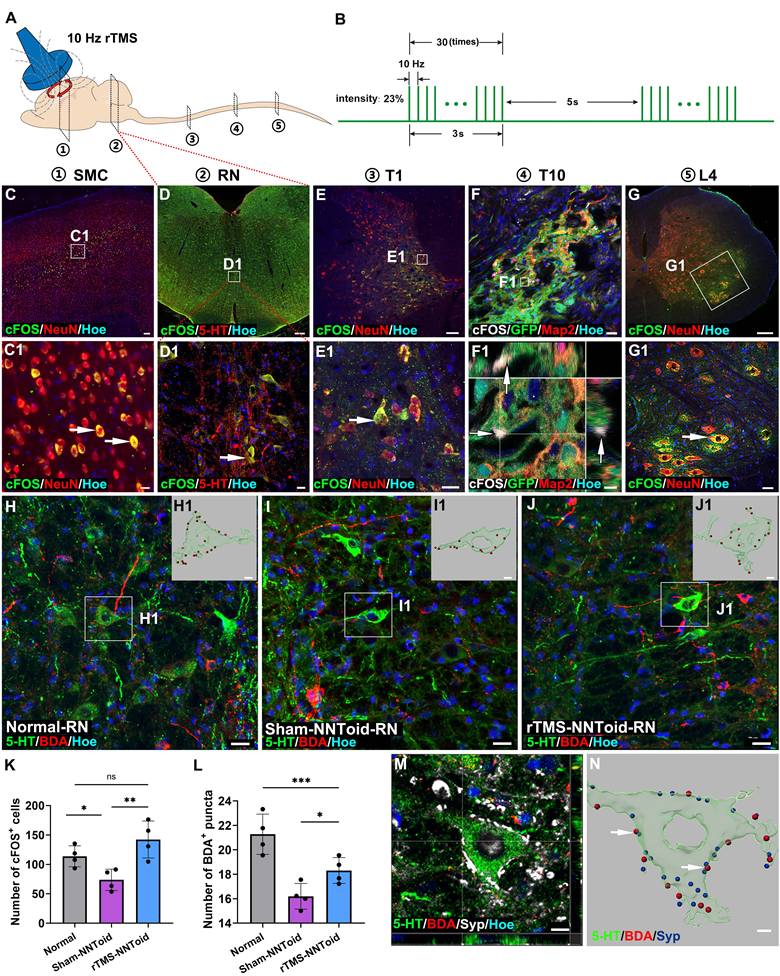 Theranostics Image