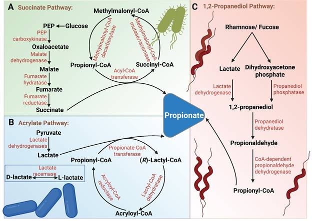 Theranostics Image