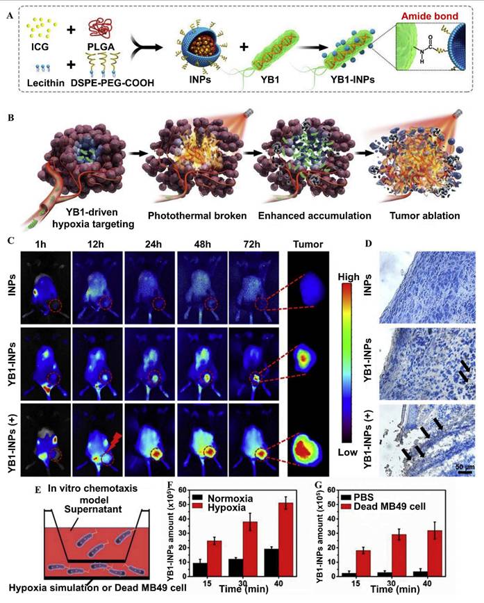 Theranostics Image