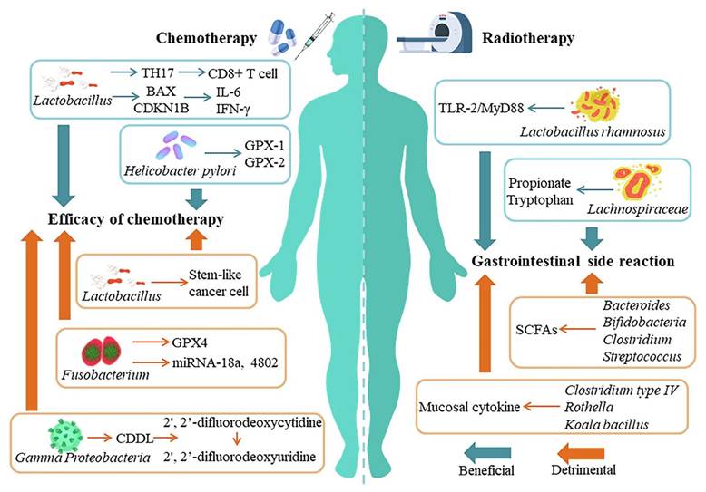 Theranostics Image