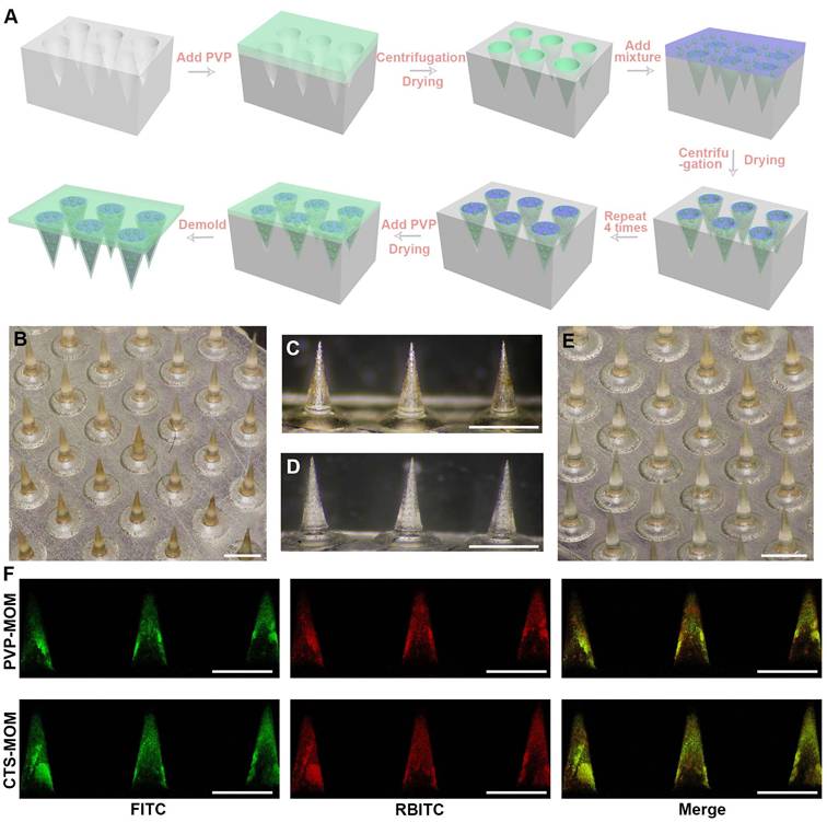Theranostics Image