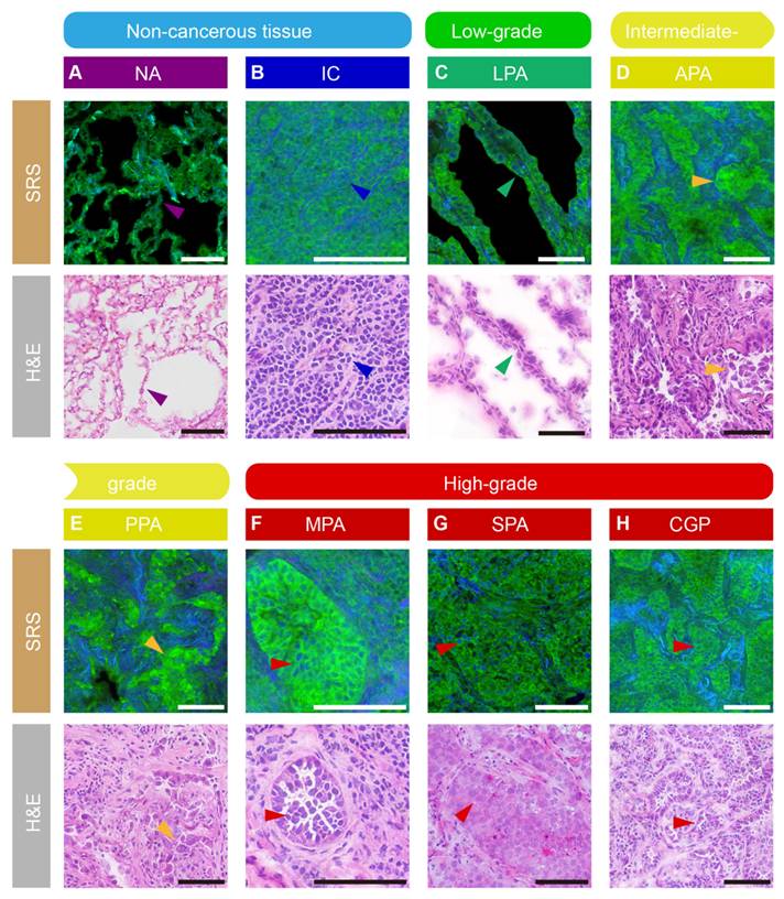 Theranostics Image