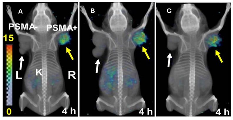 Theranostics Image