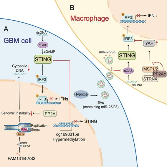 Theranostics Image