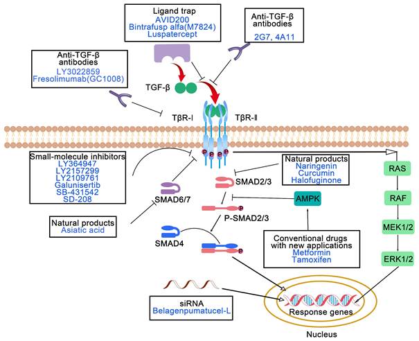 Theranostics Image