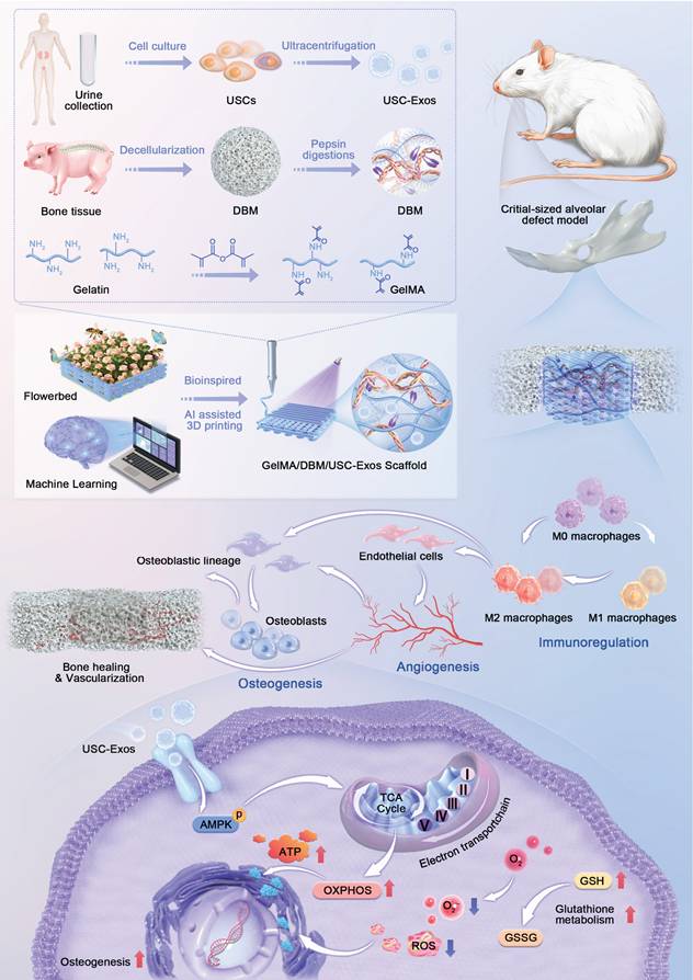 Theranostics Image