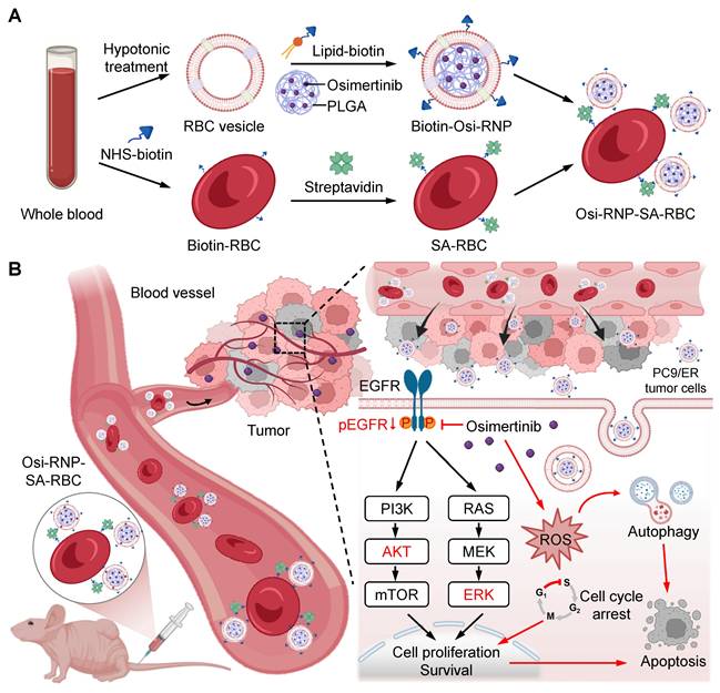 Theranostics Image
