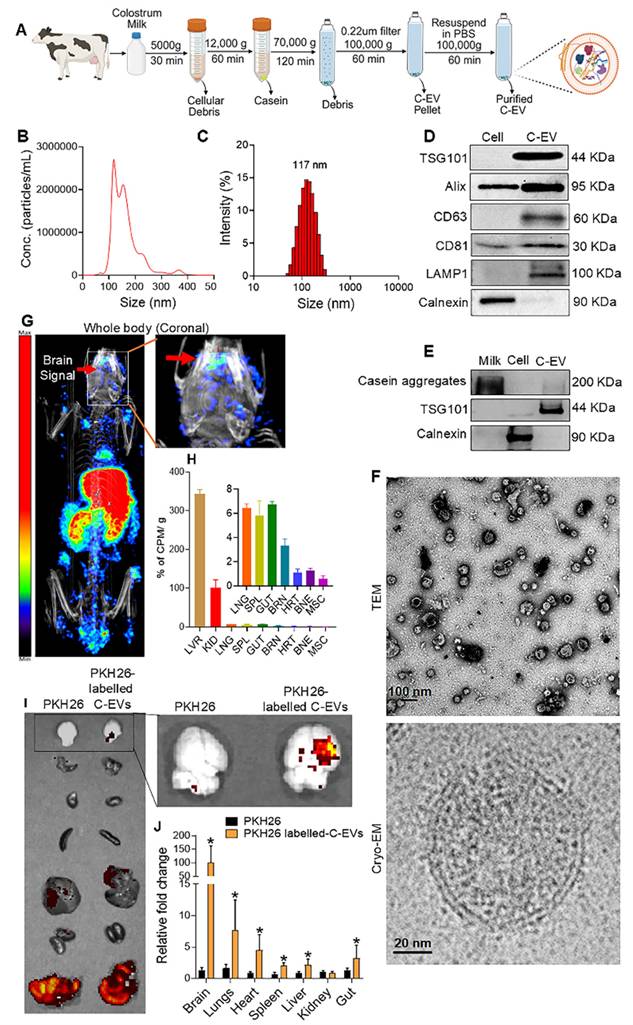 Theranostics Image
